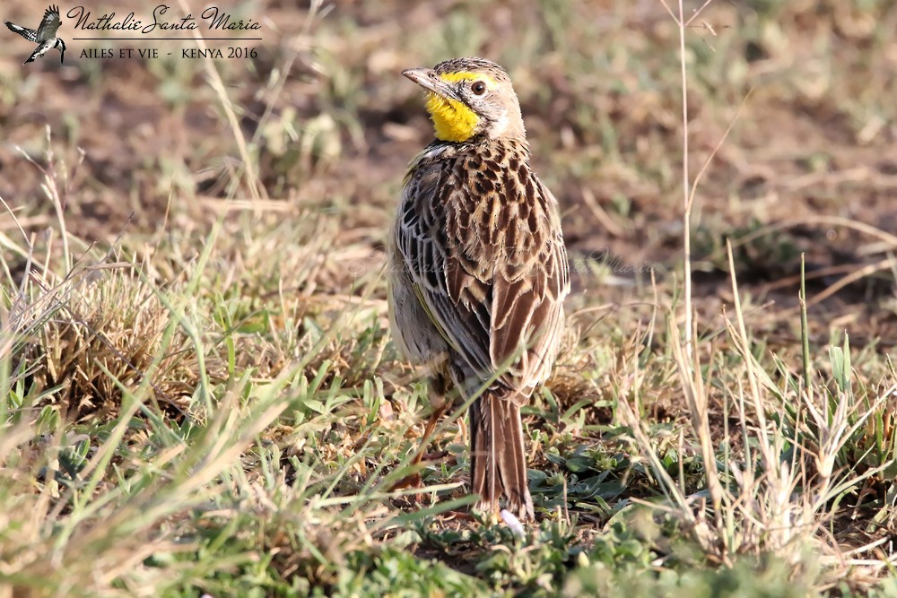 Yellow-throated Longclaw - ML204934291