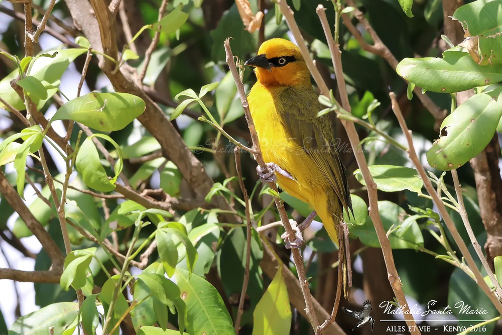 Spectacled Weaver (Black-throated) - ML204934381