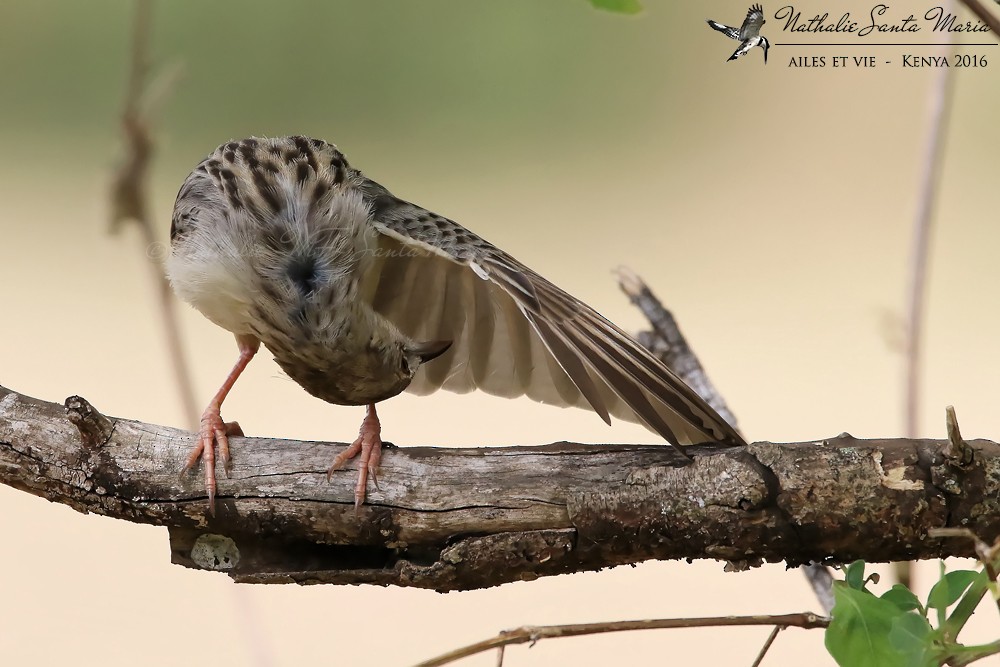 Rattling Cisticola - ML204934401