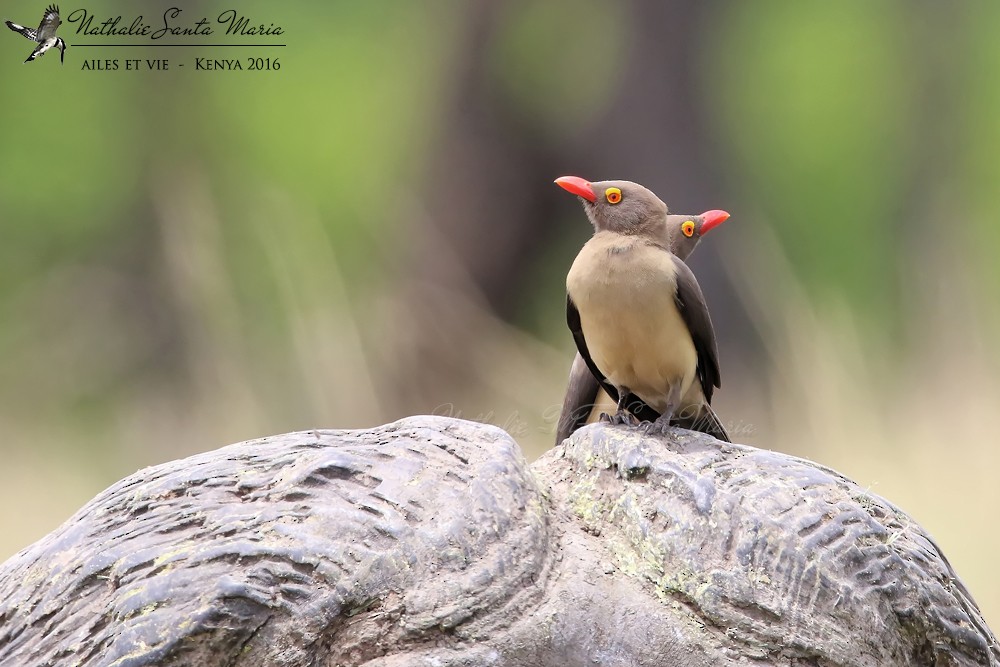 Red-billed Oxpecker - Nathalie SANTA MARIA