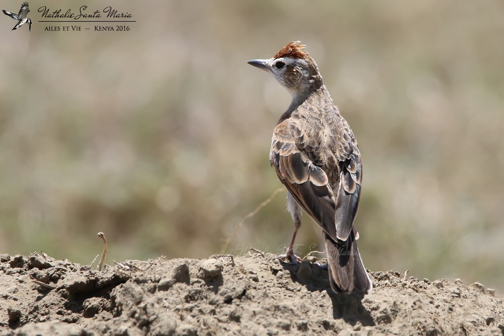 Red-capped Lark - ML204934531