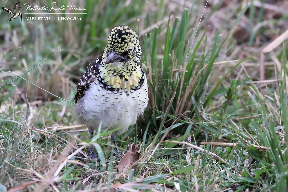 D'Arnaud's Barbet (D'Arnaud's) - ML204934611