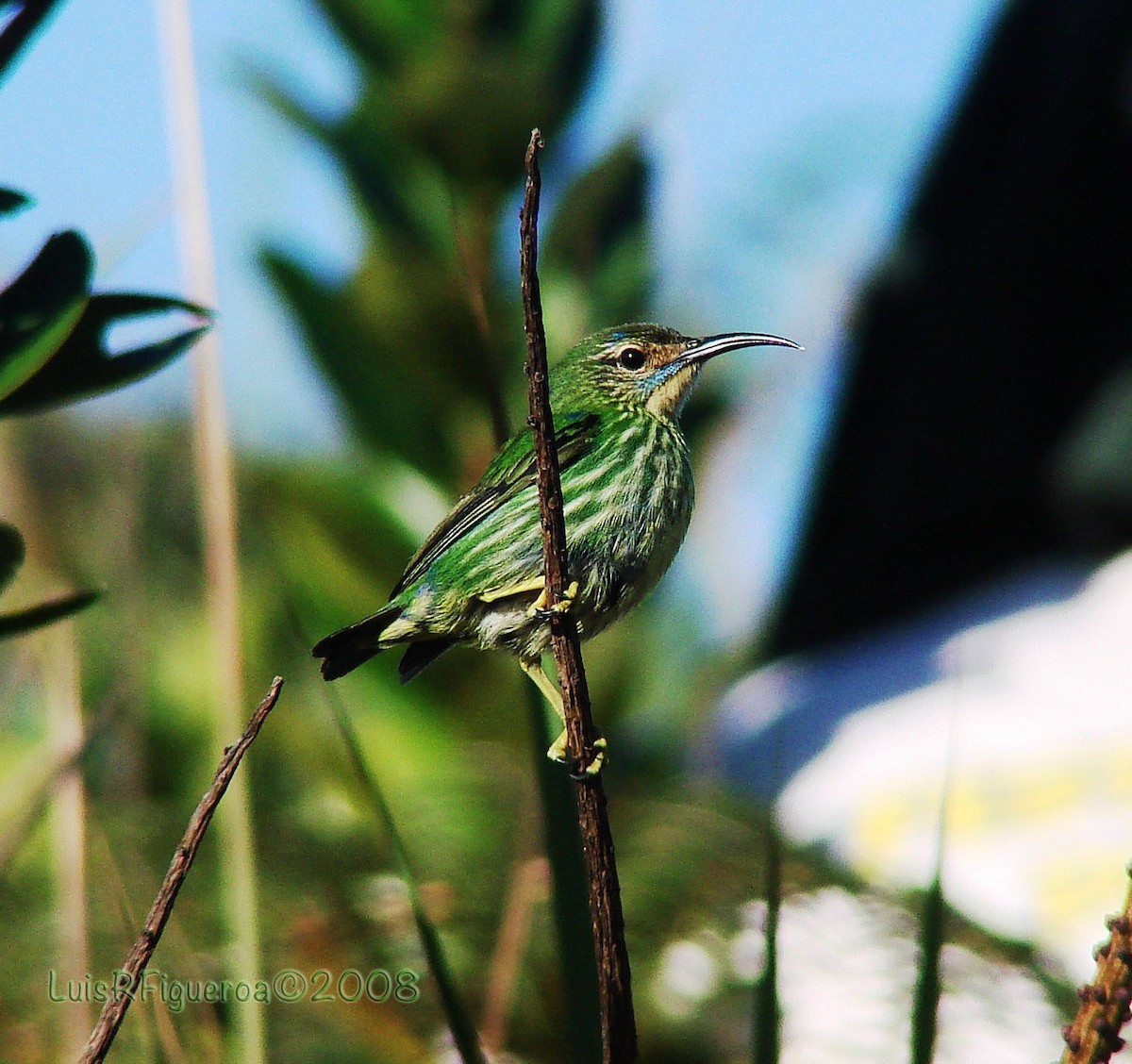 Purple Honeycreeper - Luis R Figueroa