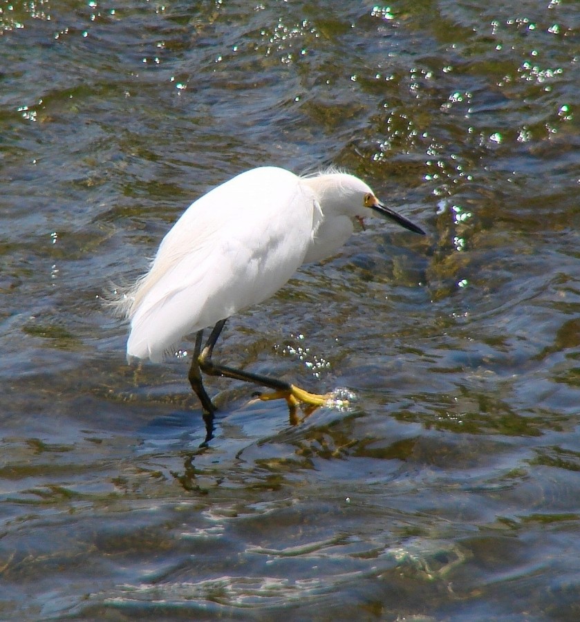 Snowy Egret - ML204934811