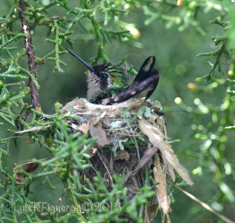 Green-tailed Emerald - ML204935131