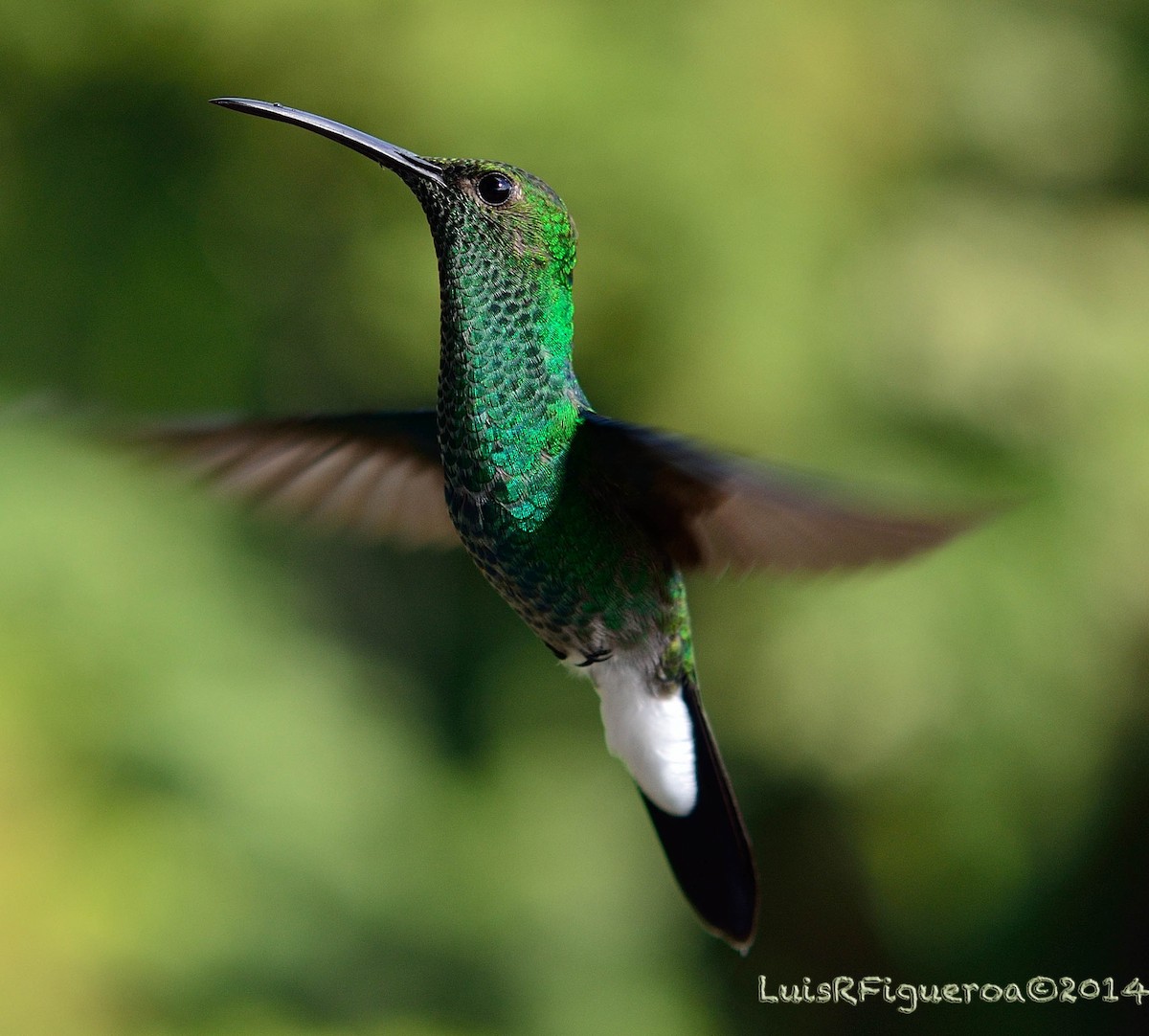 White-vented Plumeleteer - Luis R Figueroa