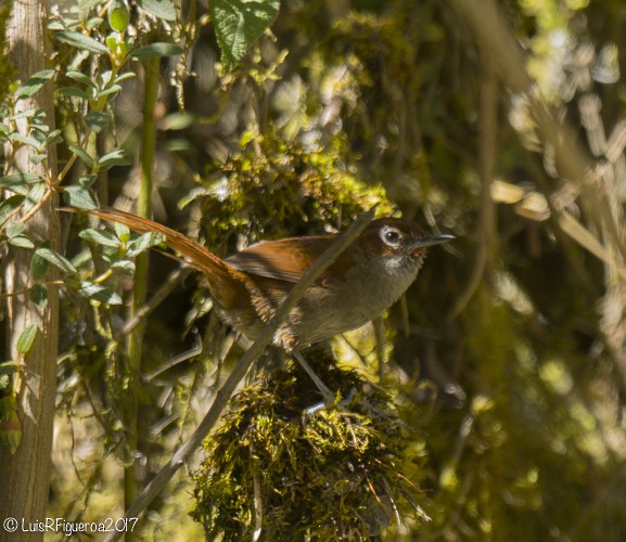 Eye-ringed Thistletail - Luis R Figueroa