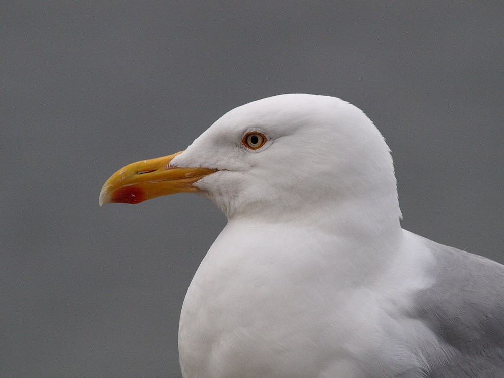 European Herring Gull - ML204935931