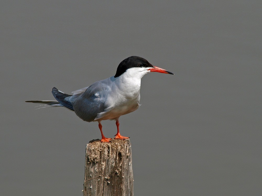 Common Tern (hirundo/tibetana) - ML204936031