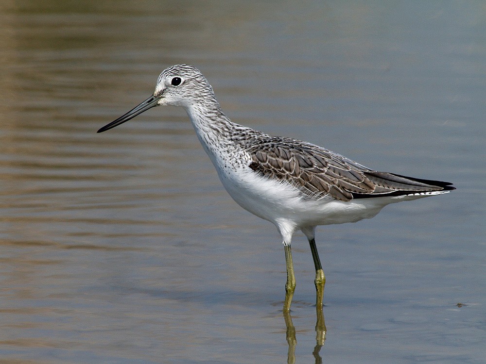 Common Greenshank - ML204936051