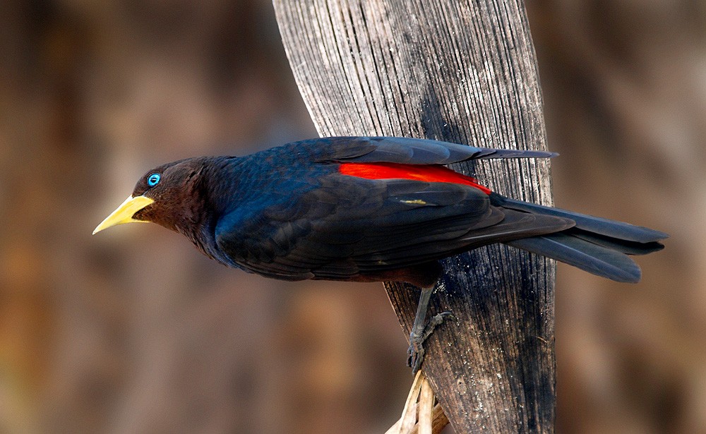 Red-rumped Cacique - ML204936251