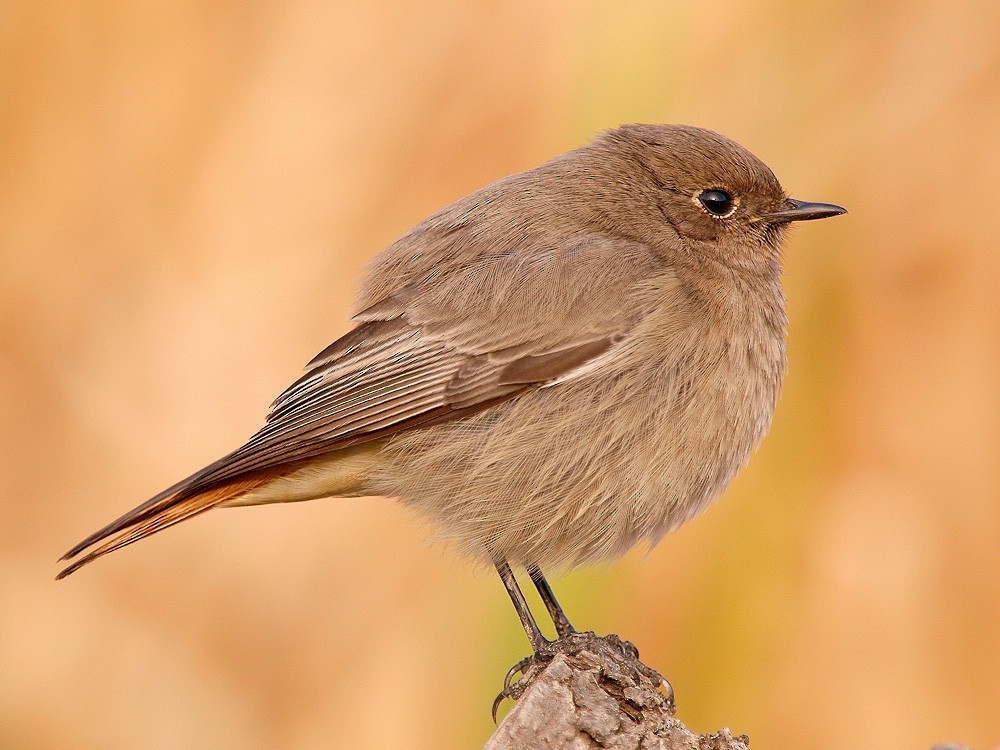 Black Redstart (Western) - ML204936431