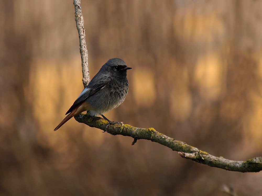 Black Redstart (Western) - ML204936451