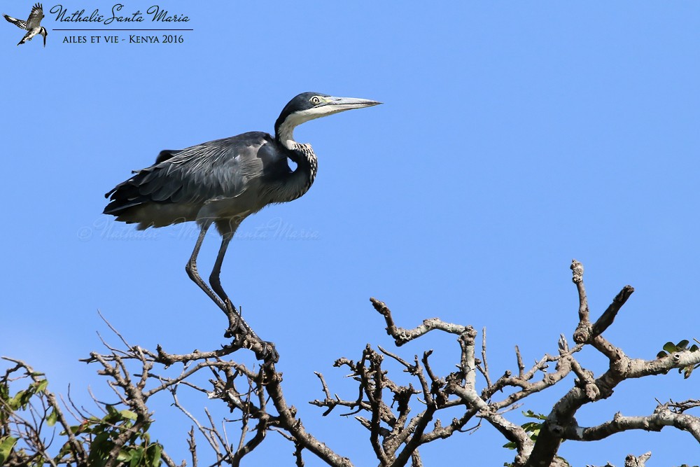 Black-headed Heron - ML204936761