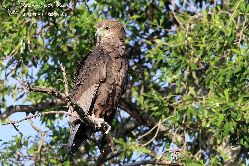 Bateleur des savanes - ML204936981