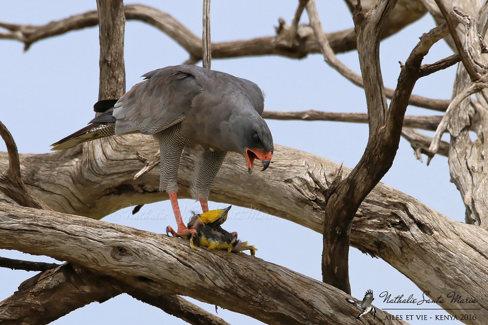 Dark Chanting-Goshawk - ML204937061