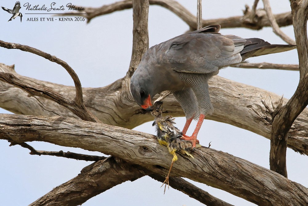 Dark Chanting-Goshawk - ML204937071