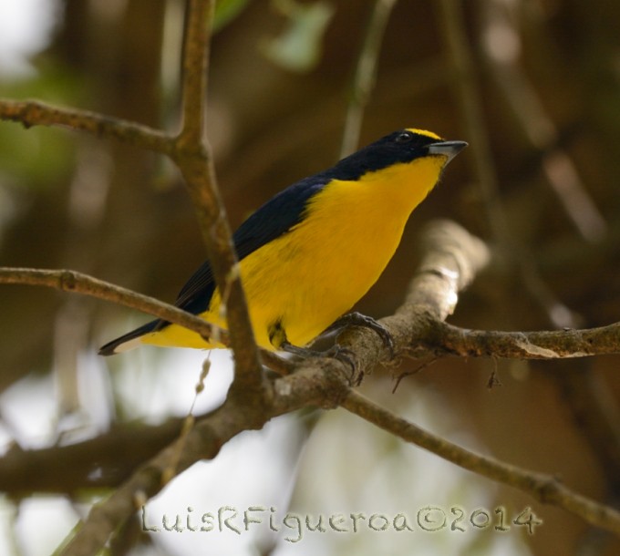 Thick-billed Euphonia - ML204937301