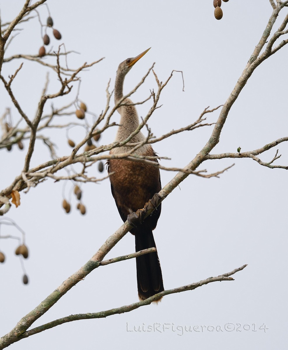 Anhinga d'Amérique - ML204937471