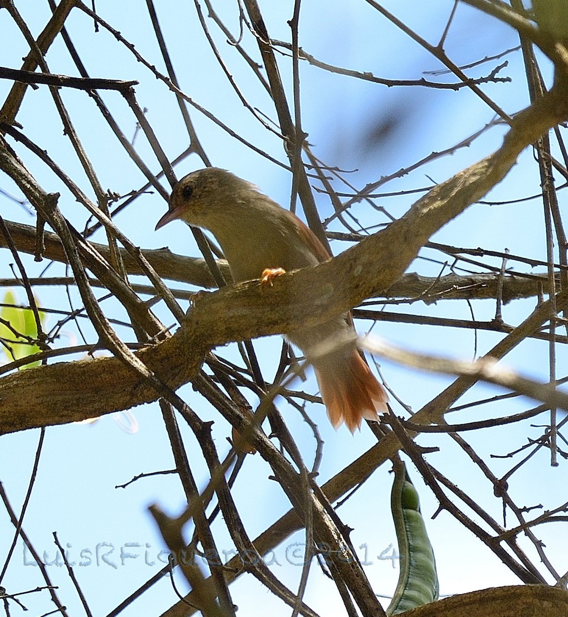 Crested Spinetail - ML204937531