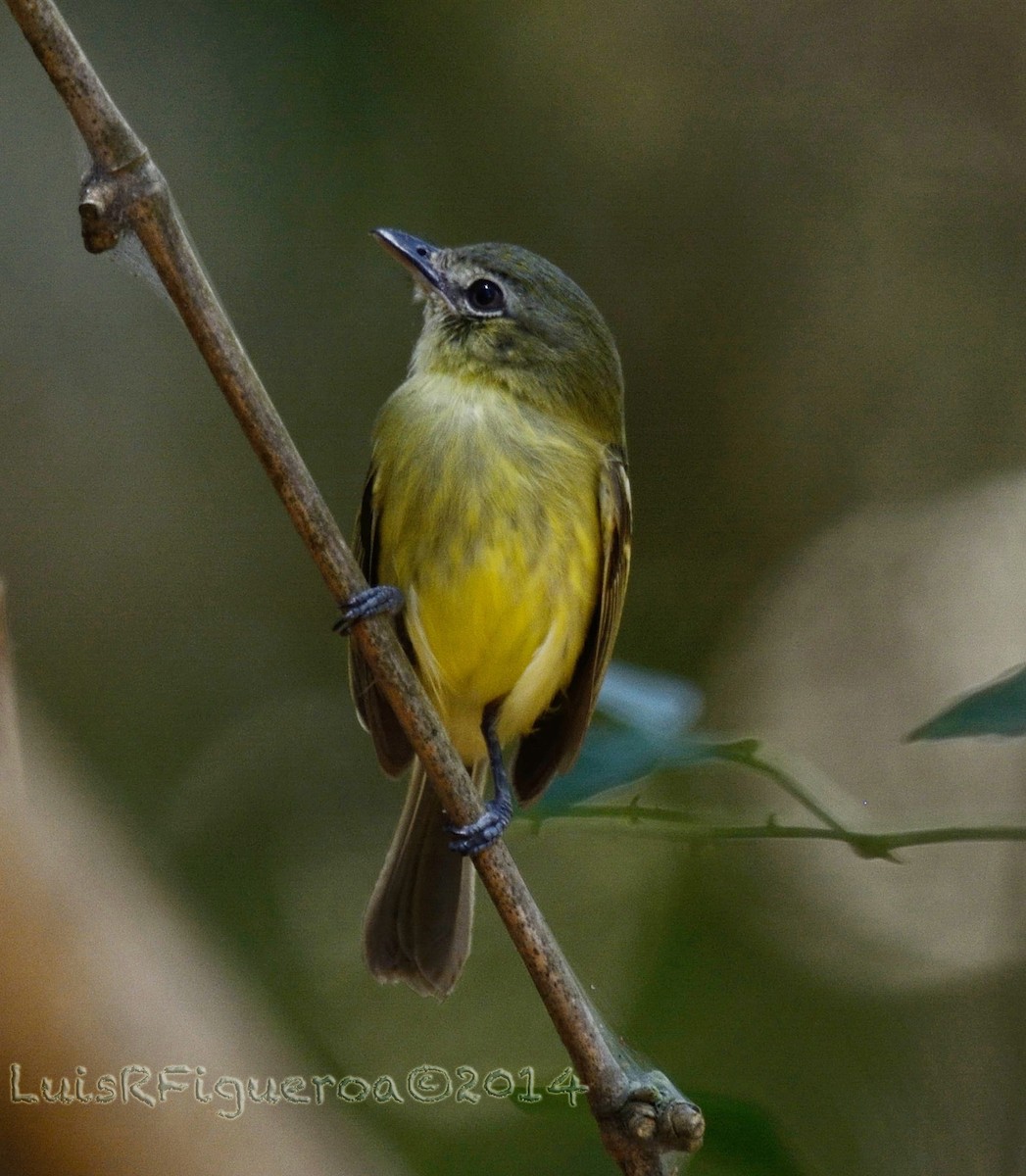 Yellow-olive Flatbill - ML204937551