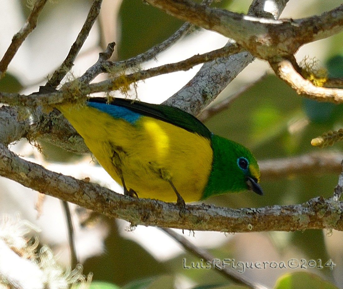 Blue-naped Chlorophonia - ML204937571