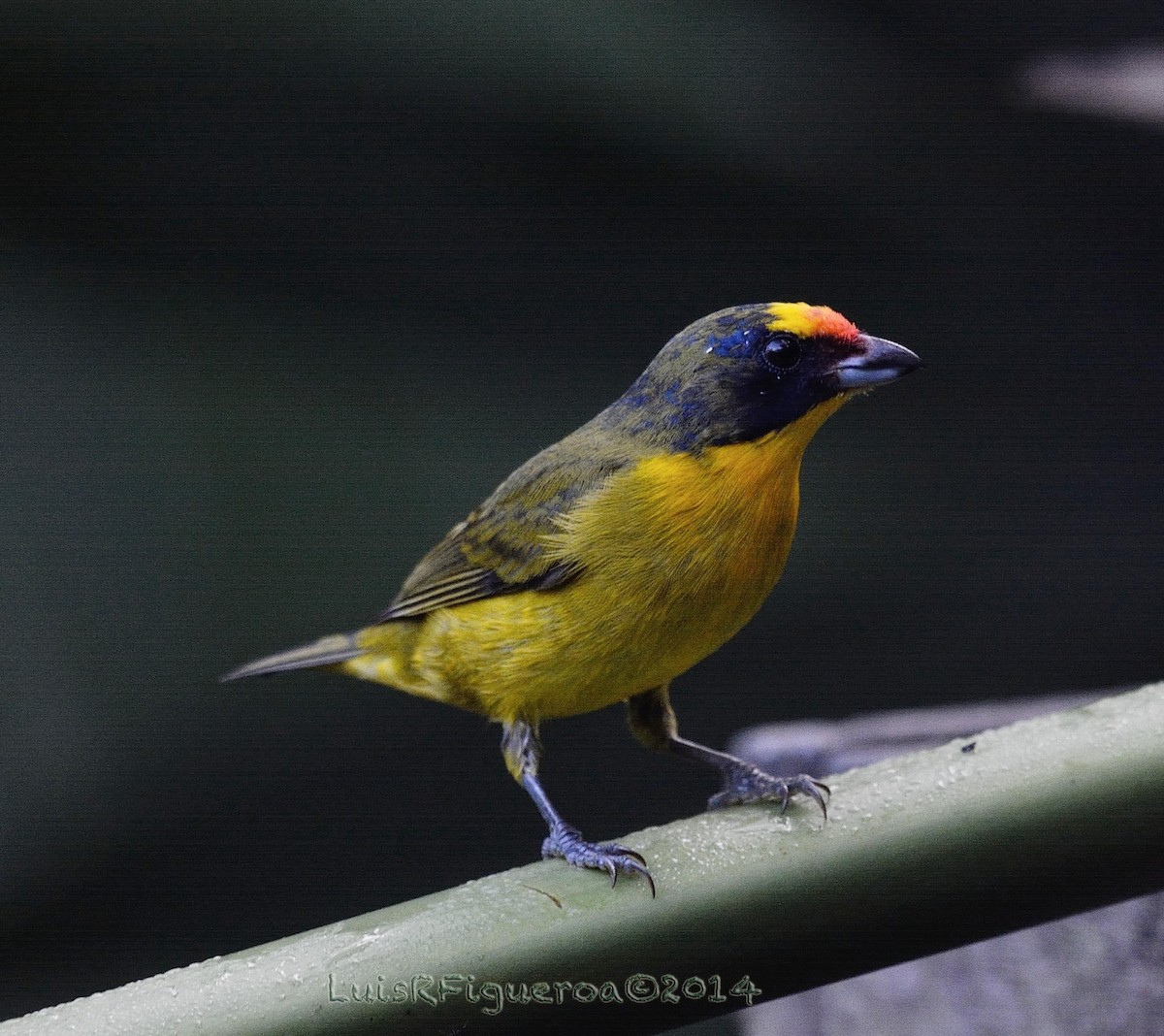 Thick-billed Euphonia - ML204937601