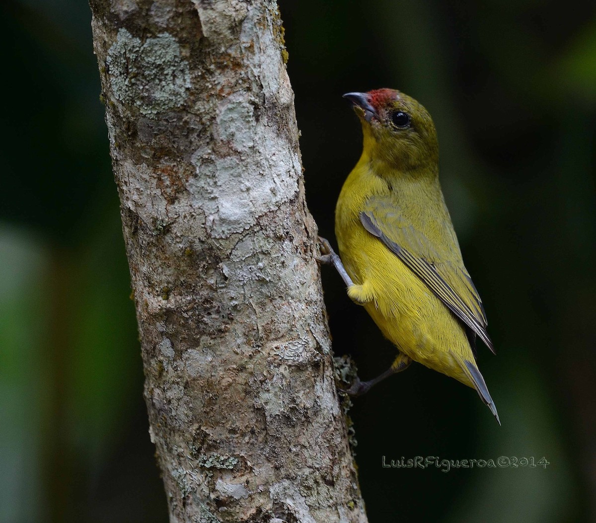 Thick-billed Euphonia (Black-tailed) - ML204937611