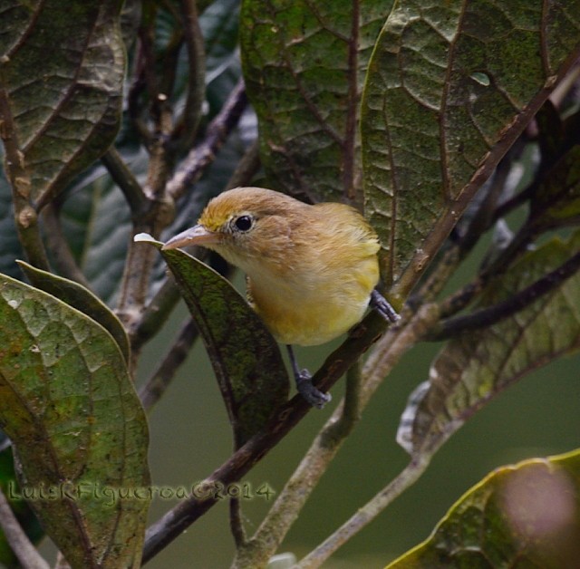 Golden-fronted Greenlet - Luis R Figueroa