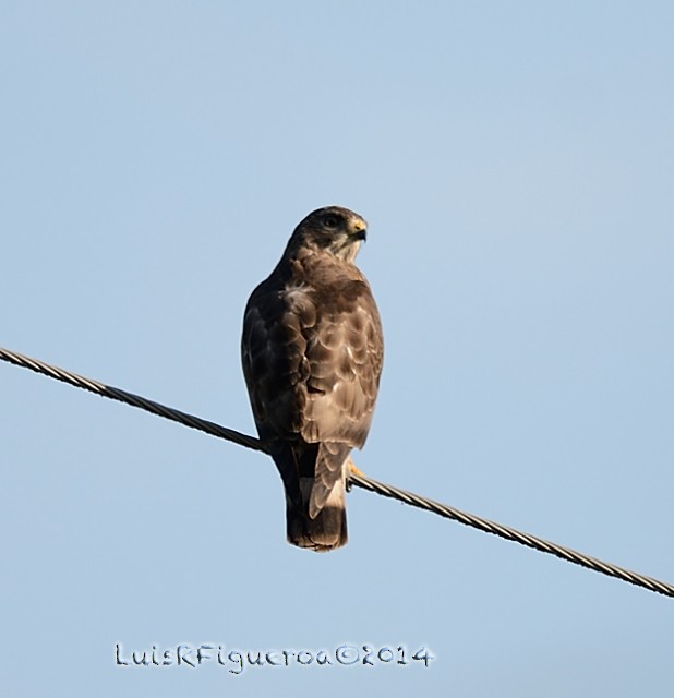 Broad-winged Hawk - Luis R Figueroa