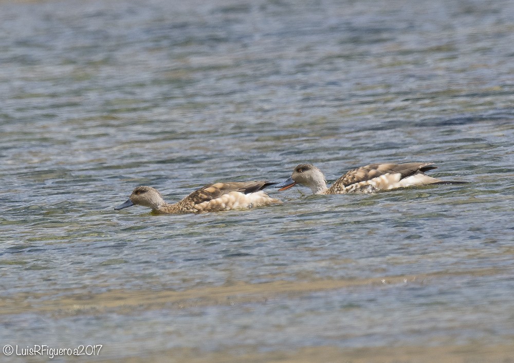 Crested Duck - ML204937981