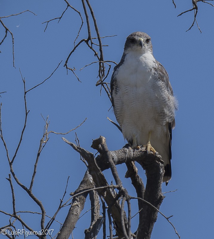 Variable Hawk (Variable) - Luis R Figueroa