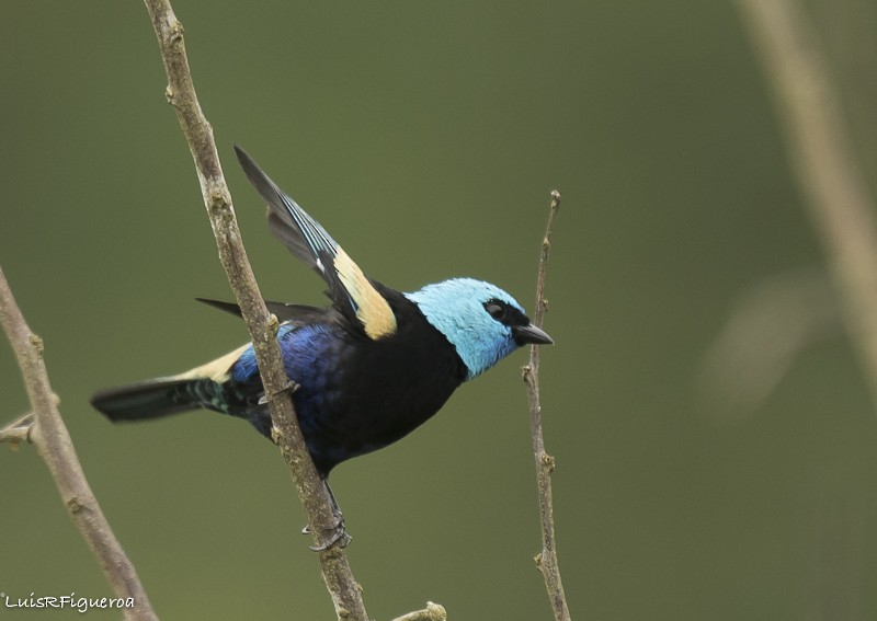 Tangara Cabeciazul - ML204938061