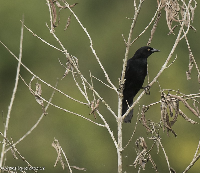 Pale-eyed Blackbird - Luis R Figueroa