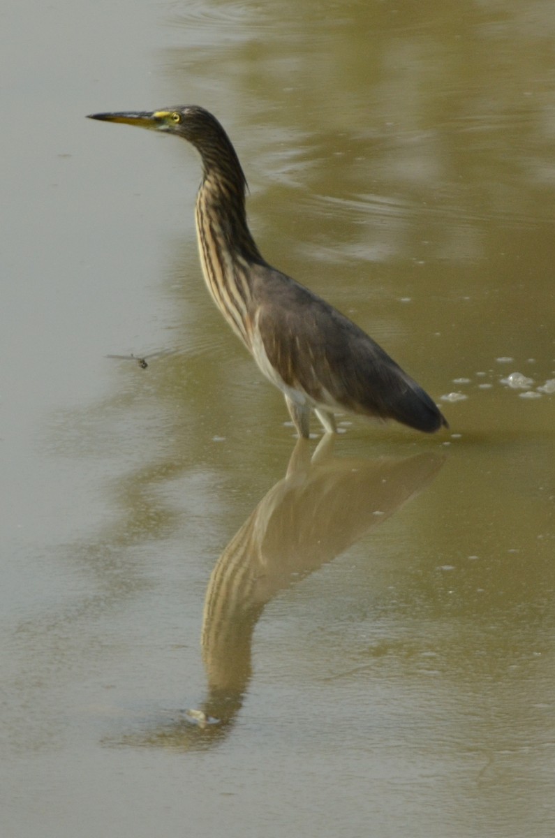 Indian Pond-Heron - Gerhard Tauscher