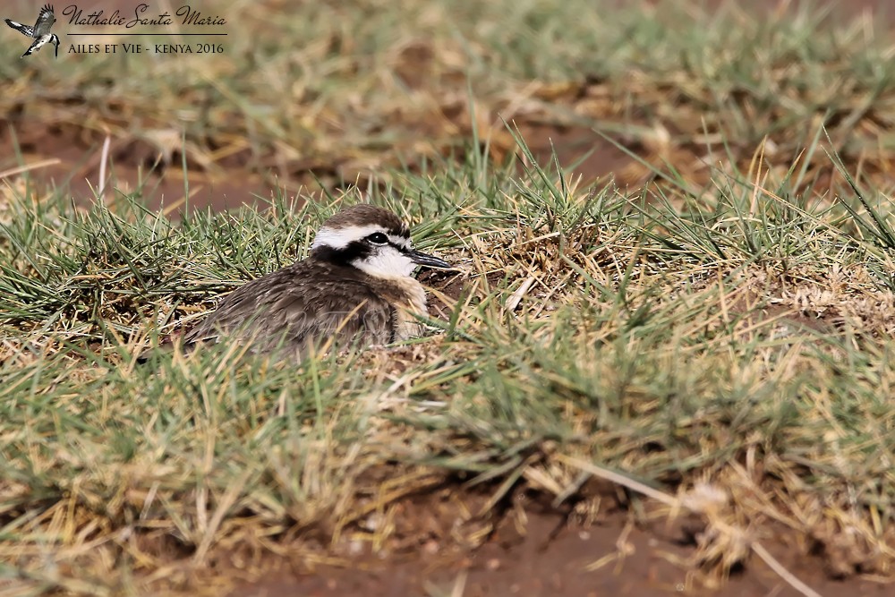 Kittlitz's Plover - ML204939151