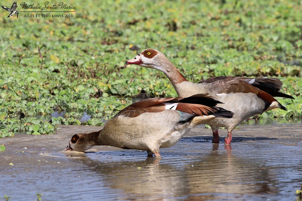 Egyptian Goose - ML204939251