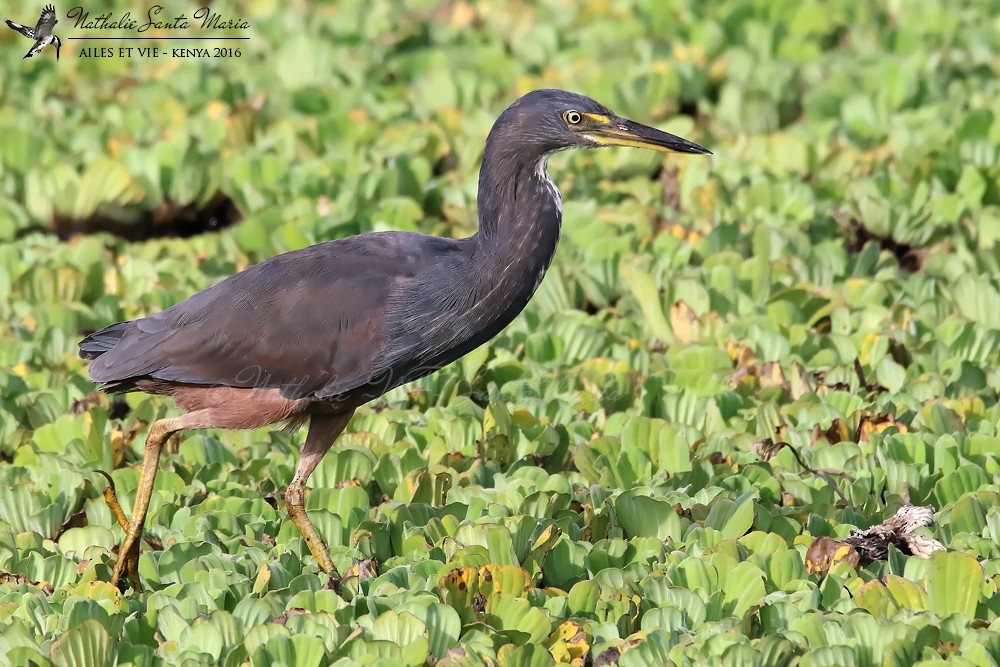 Rufous-bellied Heron - ML204939301