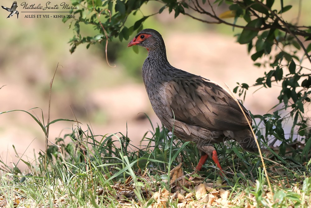 Red-necked Spurfowl (Northern) - ML204939361