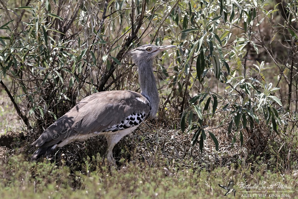 Kori Bustard - ML204939391