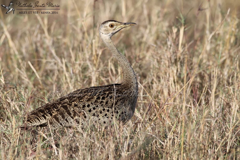 Black-bellied Bustard - Nathalie SANTA MARIA