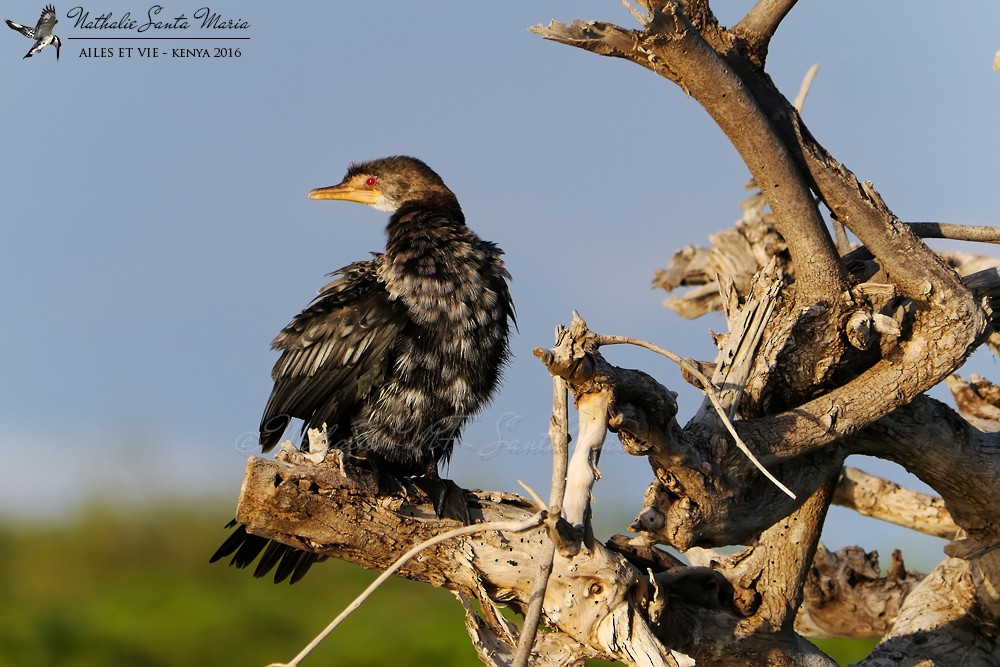 Long-tailed Cormorant - ML204939491