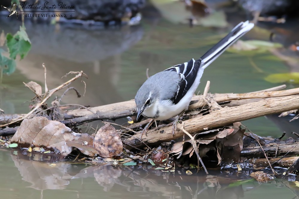 Mountain Wagtail - ML204939651