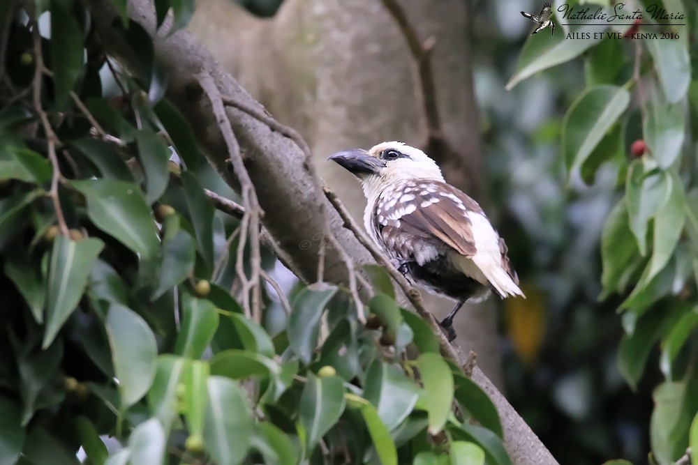 Ak Başlı Barbet [leucocephalus grubu] - ML204939681
