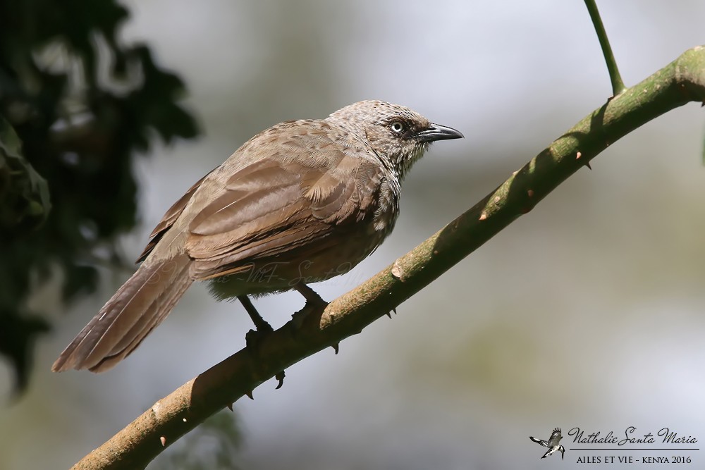 Black-lored Babbler (Nanyuki) - ML204939691