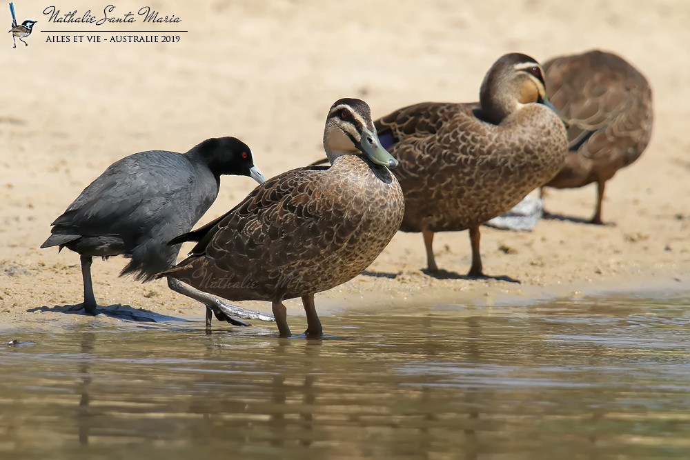 Pacific Black Duck - Nathalie SANTA MARIA