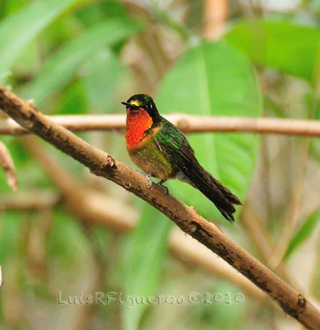 Orange-throated Sunangel - ML204939791