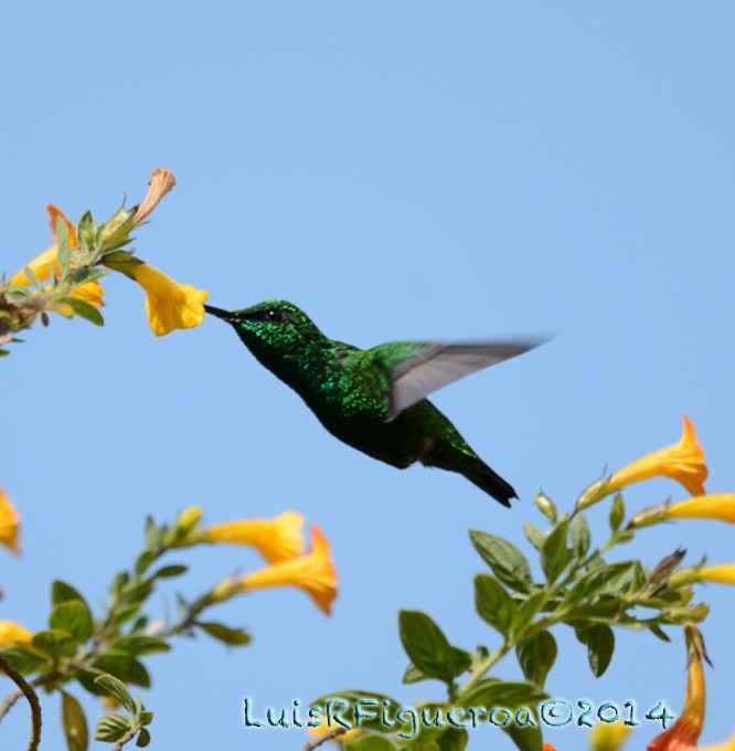 Green-tailed Emerald - Luis R Figueroa