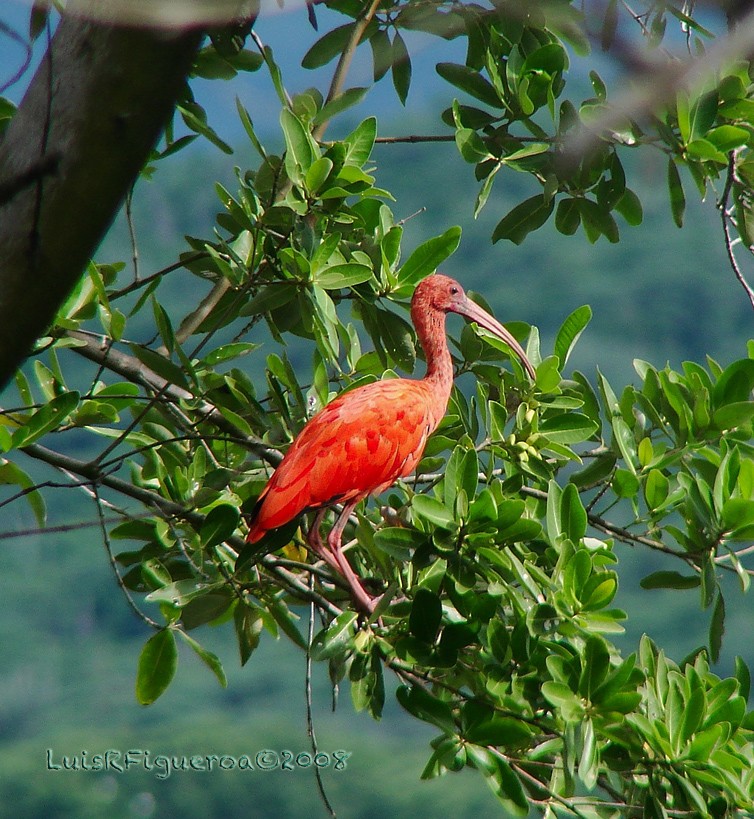 Scarlet Ibis - ML204939961