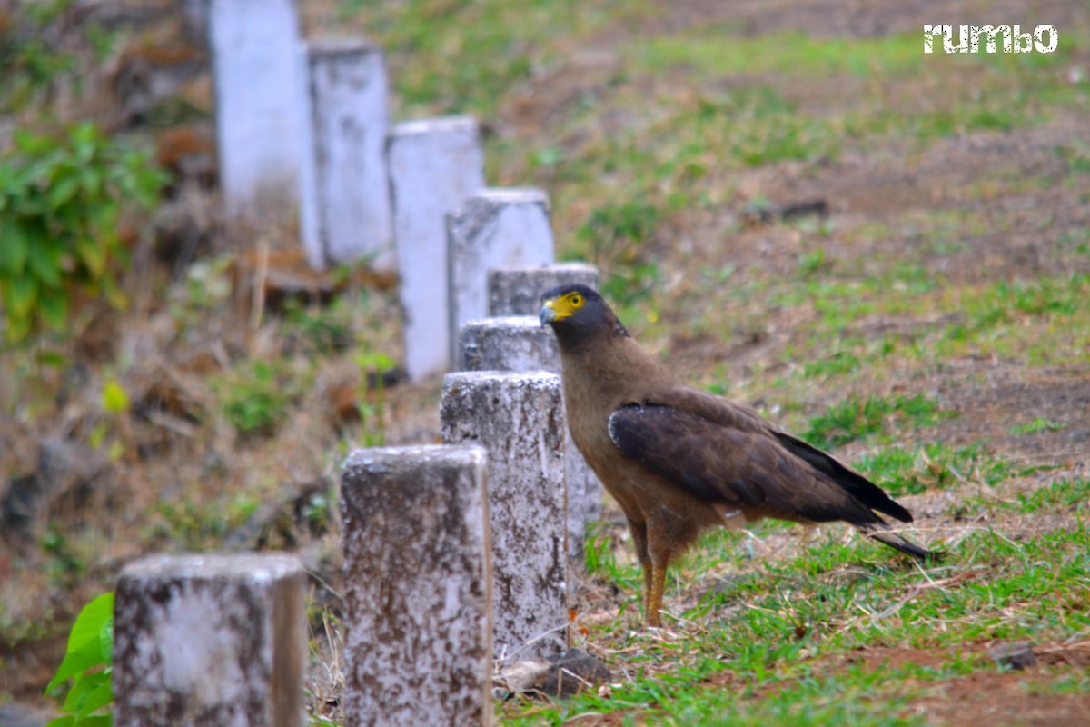 Crested Serpent-Eagle - ML204941231